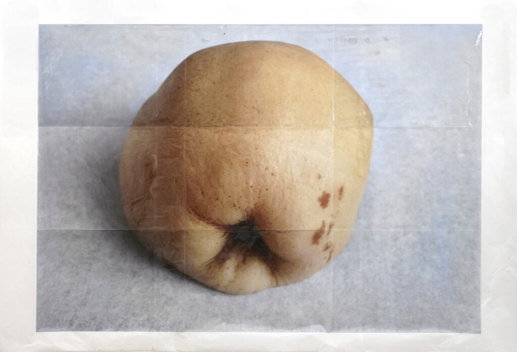 Martin Walde, steamed_Quince_2018